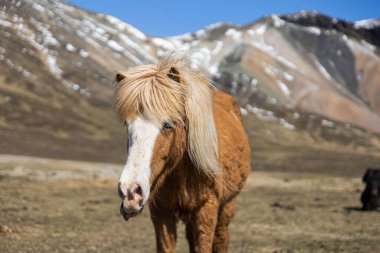 Snaefellsnes yarımadasında bir İzlandalı atın portresi.
