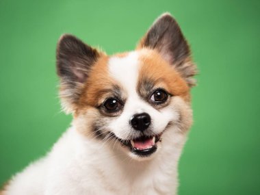 Pomeranian Spitz 'in sevimli pofuduk köpeğinin portresi. Yeşil arka planda yatan gülümseyen küçük bir köpek. Metin için alanı kopyala.