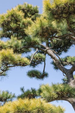 Tokyo, Japonya 'daki Hamarikyu Bahçeleri' nde daima yeşil bir çam ağacı.