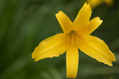 Yeşil arka planda çiçek açan tek sarı zambak.