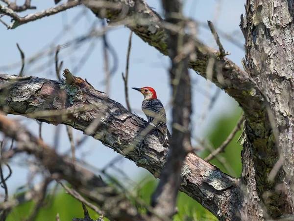 Tiro Seletivo Foco Adorável Red Bellied Woodpecker Descansando Filial Árvore — Fotografia de Stock