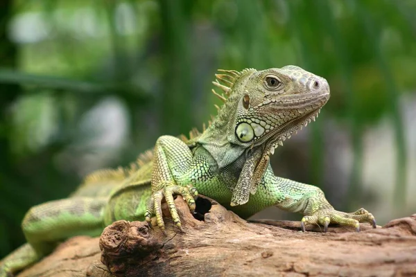 Zielona Iguana Gęstej Gałęzi Drzewa — Zdjęcie stockowe