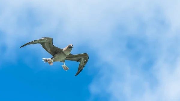 Hnědé Prso Sula Leucogaster Exotický Pták Letící Francouzské Polynésii — Stock fotografie