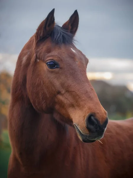 太陽の光の下で外の茶色いサラブレッドの馬のクローズアップ — ストック写真