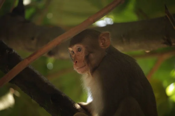 Großaufnahme Eines Niedlichen Affen Der Auf Einem Ast Sitzt — Stockfoto