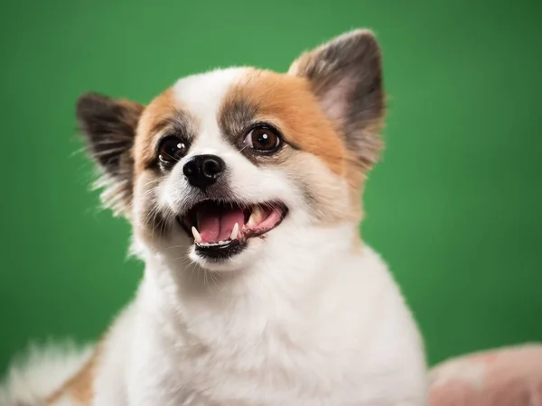 Porträtt Den Söta Fluffiga Valpen Pommerspottstyver Liten Leende Hund Som — Stockfoto