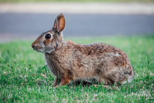 Çimenlerde Oynayan Sevimli Bir Tavşanın Yakın Çekimi — Stok fotoğraf