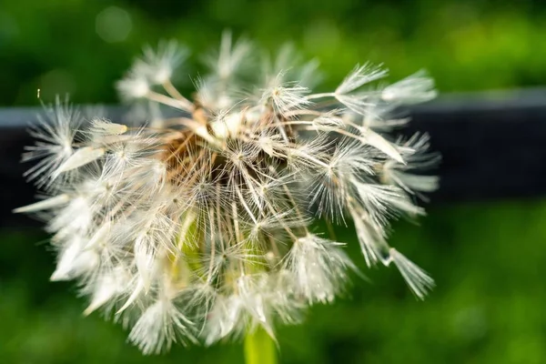 落ちた種を持つタンポポの種子の閉鎖 — ストック写真