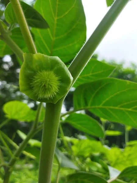 Datura Metel Brugmansia Thorn Apple Una Fruta Verde Única Que — Foto de Stock