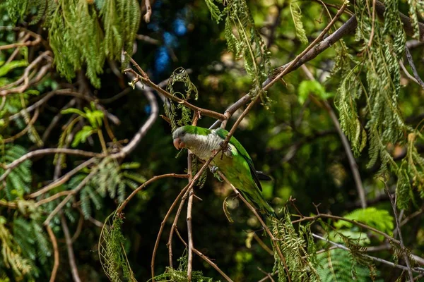 Eine Selektive Fokusaufnahme Eines Grünen Papageien Der Auf Einem Ast — Stockfoto