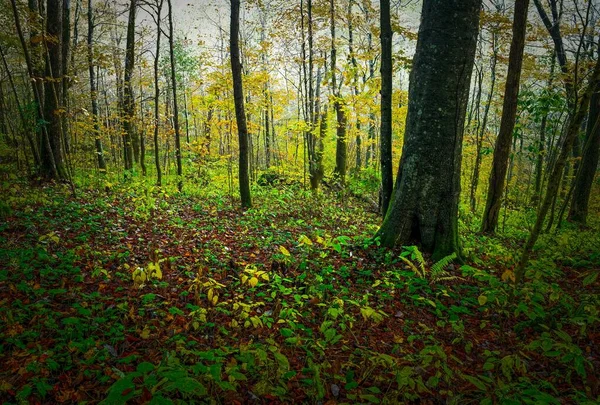 雾蒙蒙的早晨 美丽的奥尔德姆乡村林地 长满了秋天的树木 — 图库照片