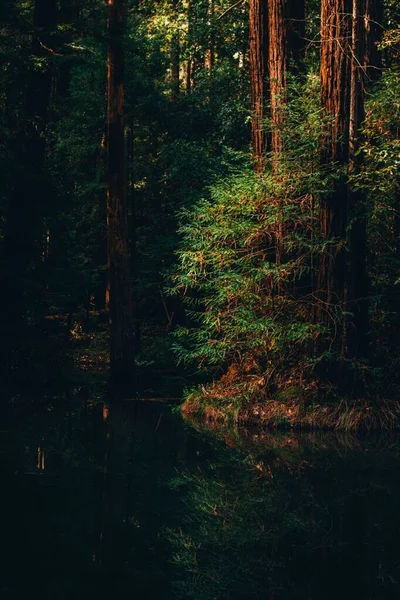 Vertikal Bild Vacker Skog Med Damm Och Reflektion Träd Den — Stockfoto