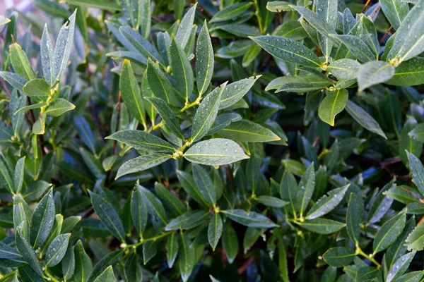 Closeup Green Foliage Water Drops — Stock Photo, Image