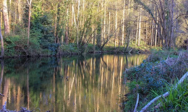 Tranquility Walking River Enjoying View Trees Reflected Water — Foto de Stock