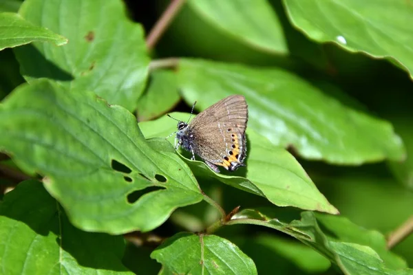 Een Bruine Vlinder Met Zwarte Vlekken Een Plant Bladeren Overdag — Stockfoto