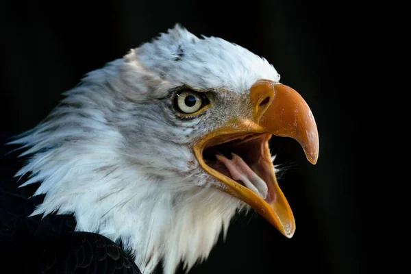 Head Shot Bald Eagle Open Beak Black Background — Stock Photo, Image
