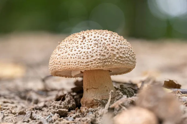 Свежий Краснеющий Гриб Amanita Rubescens Растущий Песчаной Почве — стоковое фото