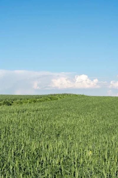Een Verticaal Schot Van Een Tarweveld Onder Een Bewolkte Blauwe — Stockfoto