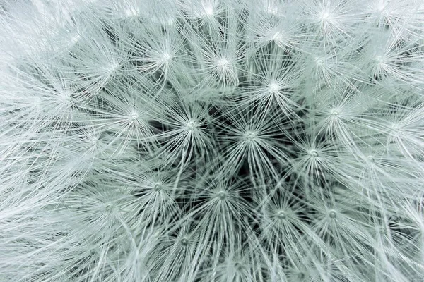 Beautiful Macro Seeds White Dandelion — Stock Photo, Image