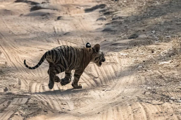 Wild Baby Tiger Two Months Old Crossing Dirt Road Forest — Photo