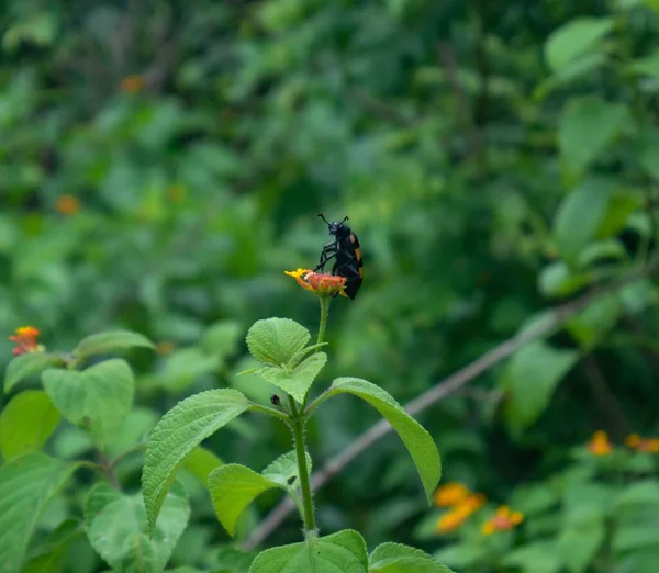 Насекомое Сидит Цветке Джунглях — стоковое фото