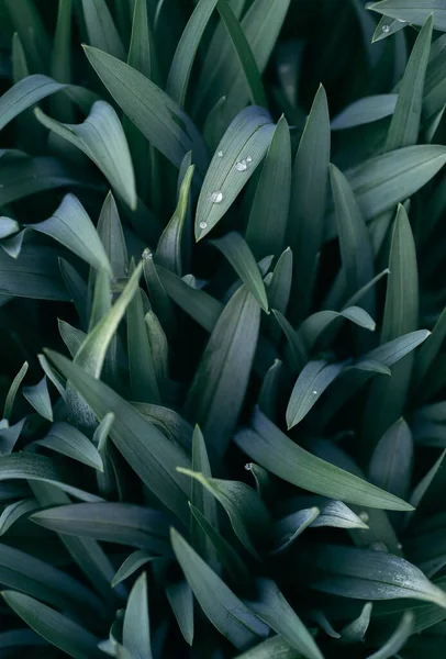 Vertical Shot Yellow Daylily Leaves Morning Dew Drops — Stock Photo, Image