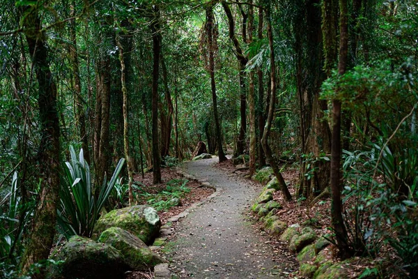 Narrow Curved Path Surrounded Vegetation Woods — Stock Photo, Image