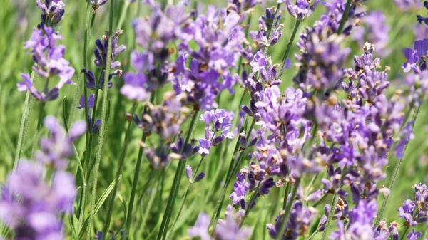 Abelhas Estão Trabalhando Campo Growing Lavender Flowers Tele Tiro Estático — Fotografia de Stock