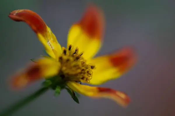 Egy Közeli Felvétel Egy Sárga Virágról Homályos Háttérben — Stock Fotó