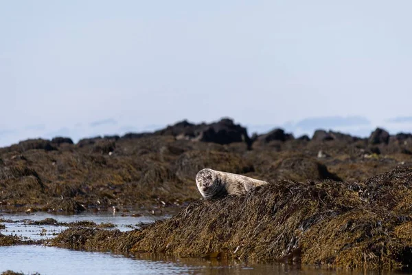 斯奈弗勒斯半岛岩石上的海豹 — 图库照片