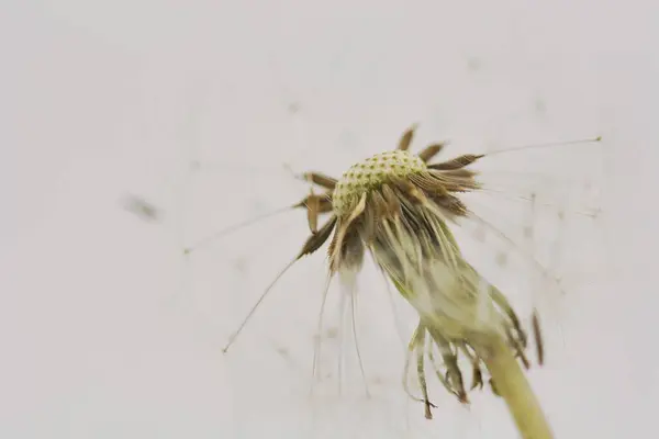 Una Macro Toma Diente León Creciendo Bosque — Foto de Stock