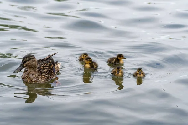 Female Mallard Duck Four Ducklings Swimming Lake Daytime — Stock Photo, Image