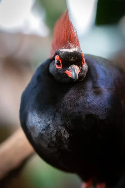 Tiro Perto Pássaro Perdiz Crested — Fotografia de Stock