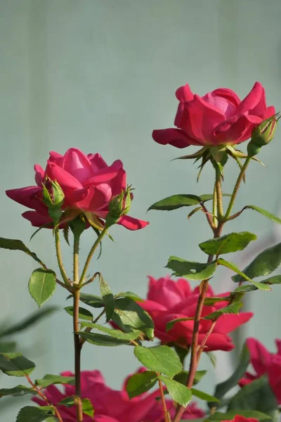 Pionowe Ujęcie Pełni Kwitnących Podwójnych Nokautowych Czerwonych Róż Ogrodzie — Zdjęcie stockowe