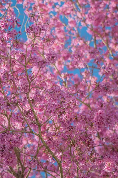 Zbliżenie Ujęcia Sakura Kwiat — Zdjęcie stockowe