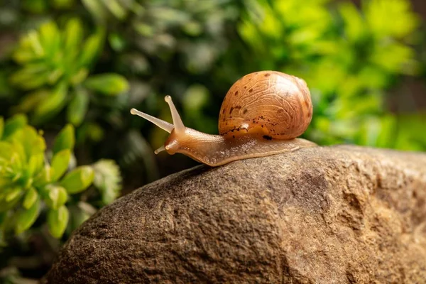 近くで撃たれた小さな茶色のカタツムリが岩の上を這う — ストック写真