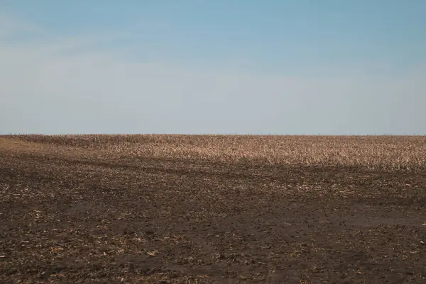 Mısırdan Soyadan Önce Bir Tarla Mavi Gökyüzüne Karşı — Stok fotoğraf