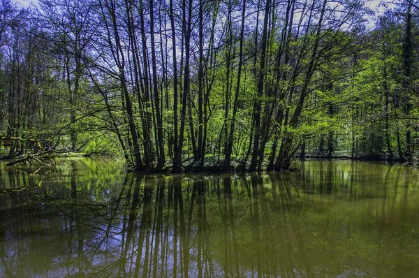 Een Klein Eiland Een Bos Van Pfannwald Het Voorjaar — Stockfoto