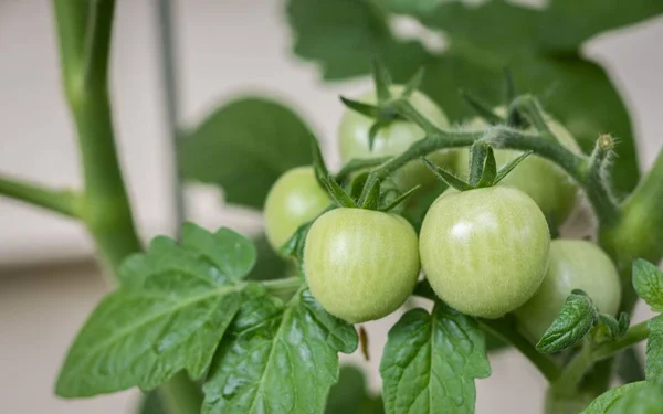 Unreife Kirschtomaten Wachsen Garten — Stockfoto