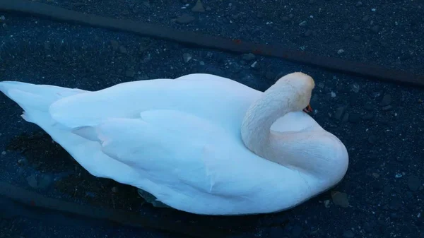 Cisne Está Bañando Agua Clara Primer Plano — Foto de Stock