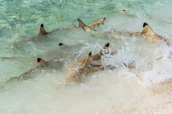 Blacktip Reef Shark Swimming Shore Fighting Food Remora Fish Its — Stock Photo, Image