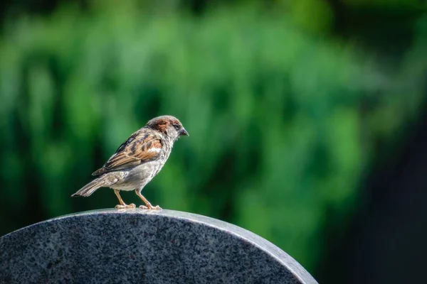 Joli Petit Moineau Maison Debout Sur Une Dalle Marbre Arrondie — Photo