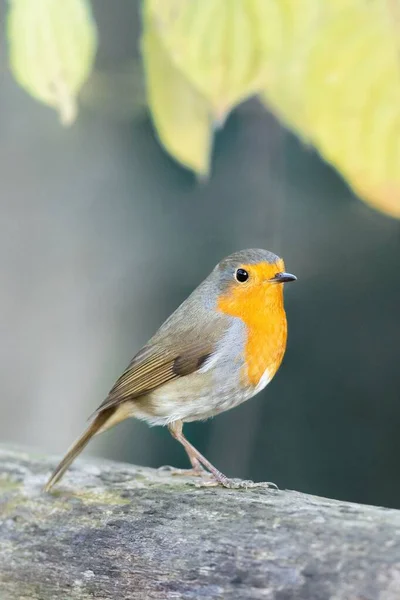 Closeup Shot European Robin Bird — Stock Photo, Image