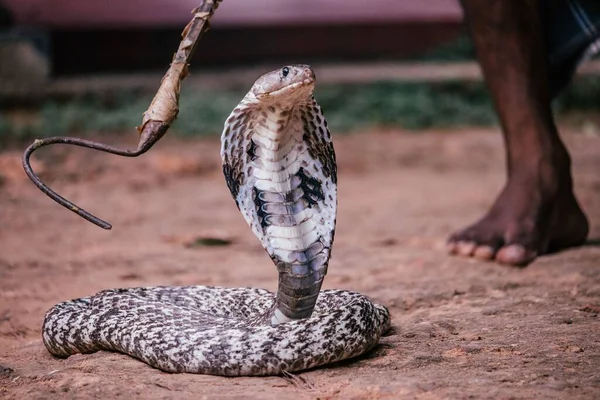 Closeup Shot Cobra Snake — Stock Photo, Image