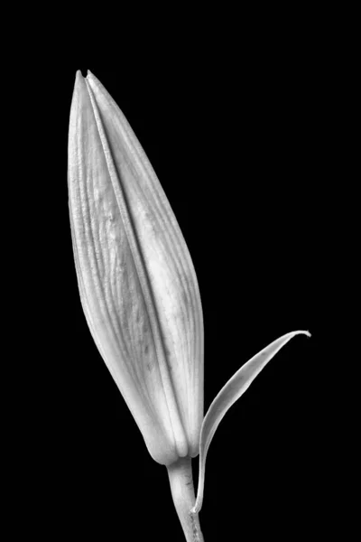 Eine Vertikale Graustufenaufnahme Einer Nahaufnahme Lilie Isoliert Auf Schwarzem Hintergrund — Stockfoto