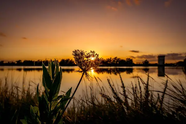 Uma Vista Panorâmica Plantas Verdes Crescendo Contra Lago Refletindo Pôr — Fotografia de Stock