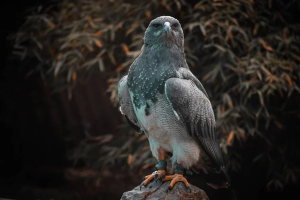 Gros Plan Aigle Buse Gris Perché Sur Rocher Lumière Jour — Photo