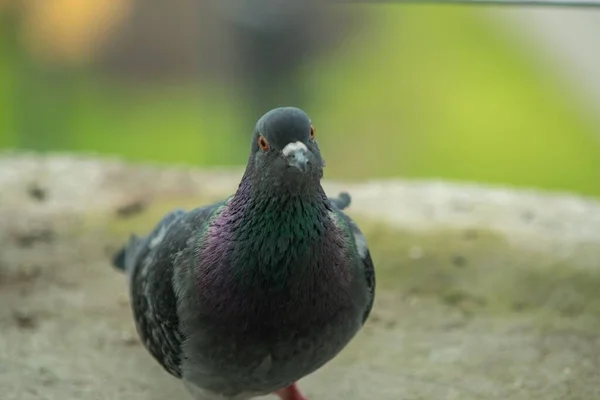 Gros Plan Oiseau Pigeon — Photo