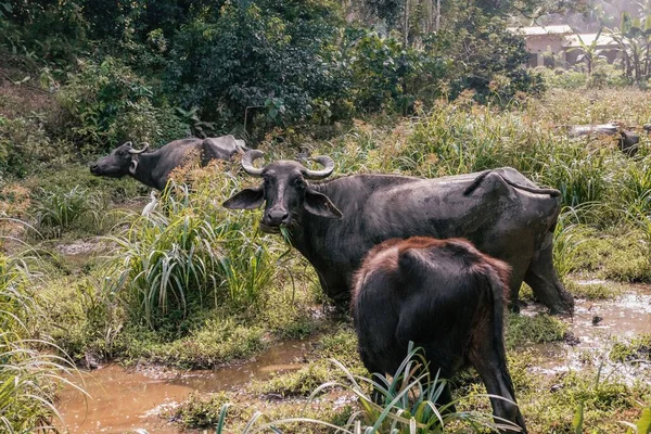 Sri Lanka 'da bir Afrika sığırı.
