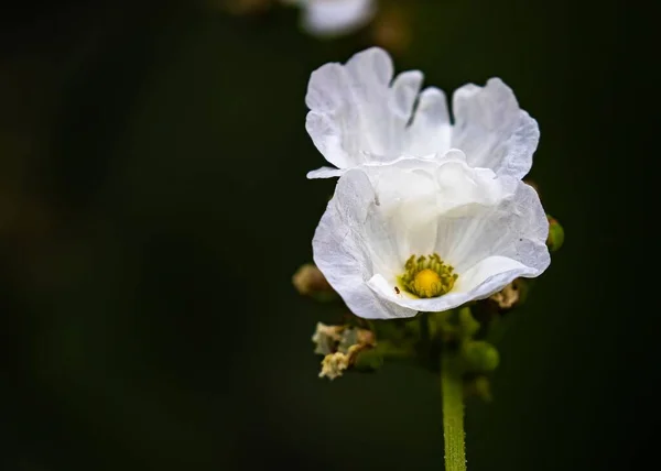 Closeup Shot White Flower — Stock Photo, Image